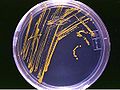 Petri dish courtesy Wikimedia Commons